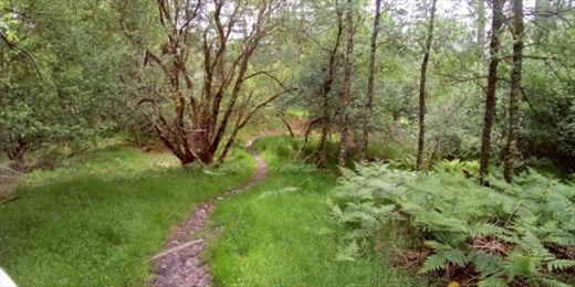 After Mamore Lodge, the trail resumes in the forest