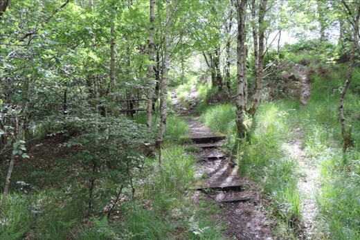 Trail climbs through a thick forest