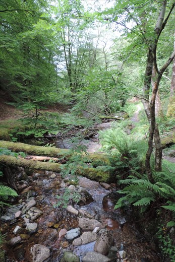 Fallen tress choke the small stream
