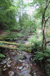 Fallen tress choke the small stream: by taylortreks, Views[225]