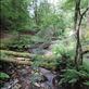 Fallen tress choke the small stream: by taylortreks, Views[179]