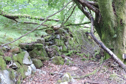 Our first stop was at a moss covered wall from times long past