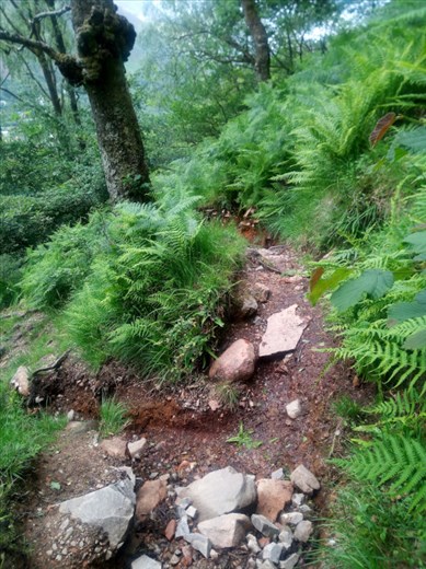 It was a rugged trail up through the forest