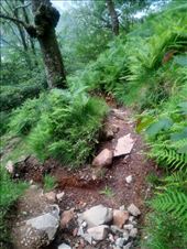 It was a rugged trail up through the forest: by taylortreks, Views[203]
