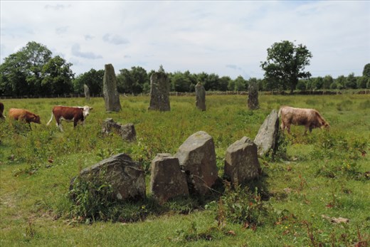 Ballymeanoch-Standing-Stones-Sharing-Pasture-with-Cattle