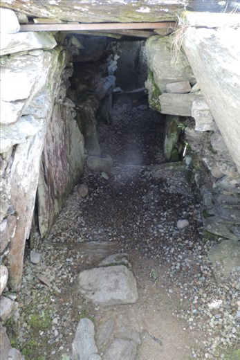 Which-Has-an-Extensive-Chamber