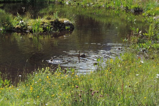 Ducklings-Playing-in-a-Pond-by-the-Car-Park