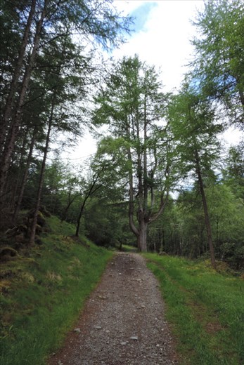 Interesting-Tree-of-Many-Branches