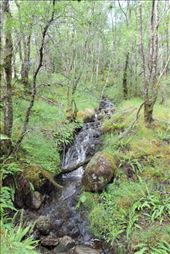 Small-Stream-Babbling-Down-the-Steep-Hillside: by taylortreks, Views[195]