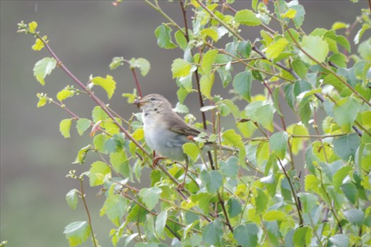 Pink-Heather-in-Bloom-Adjacent-to-YellowFlowers