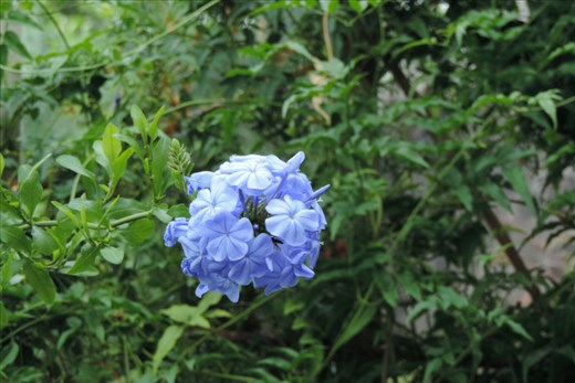 While-Other-Flowers-Have-a-More-Muted-Presence