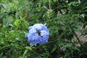 While-Other-Flowers-Have-a-More-Muted-Presence: by taylortreks, Views[160]