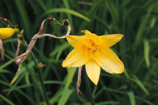 Some-Flowers-Already-Are-in-Full-Bloom