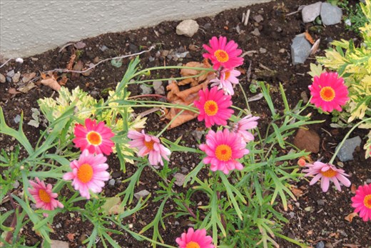 Colorful-Red-and-Pink-Daisies-are-Just-Plain-Fun