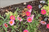 Colorful-Red-and-Pink-Daisies-are-Just-Plain-Fun: by taylortreks, Views[188]