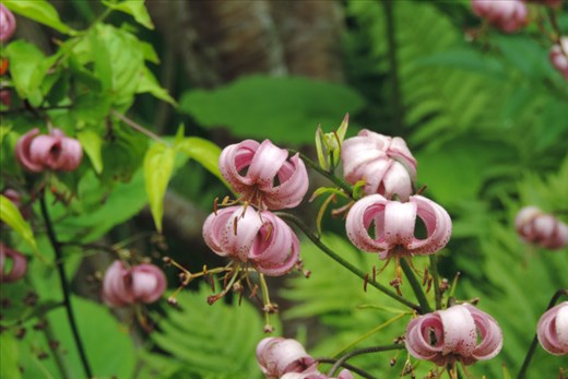 Red-Tiger-Lillies-Provide-a-Different-Splash-of-Color