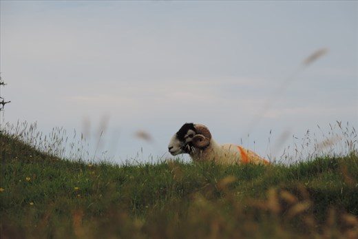 An-Old-Ram-Keeps-a-Sleepy-Watch-From-the-Field
