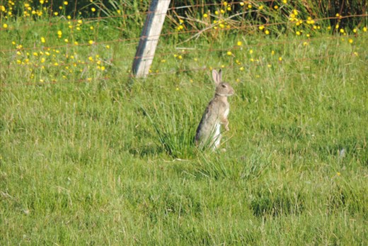 A-Wee-Bunny-Guards-Our-B-and-B