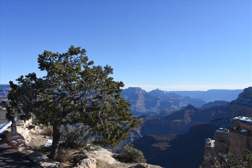 There were interesting trees on the Canyon rim, as well as LOTS of layers to draw your attention.