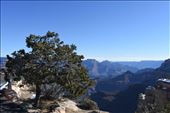 There were interesting trees on the Canyon rim, as well as LOTS of layers to draw your attention.: by taylortreks, Views[209]