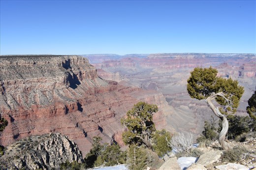 The view looking northwest from Hermit's Rest included some interesting juniper trees.