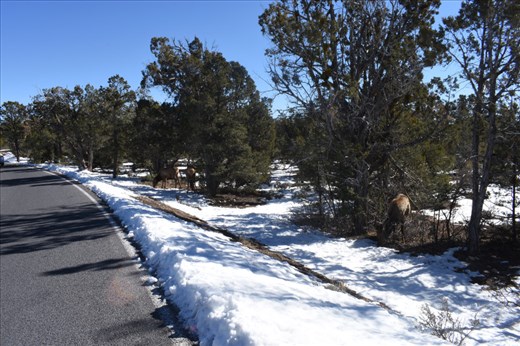 We saw elk every day on our short trip. These were feeding alongside the Hermits' Rest roadway.