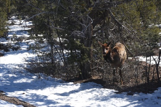 This young elk paused to leisurely peruse the passing vehicles.