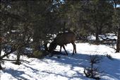 Our closest encounter was a mere 5 feet from this youngster browsing adjacent to the South Rim trail.: by taylortreks, Views[280]