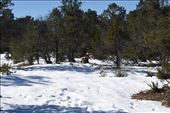 And there were MUCH bigger elk napping in the trees near the South Rim trail.: by taylortreks, Views[213]