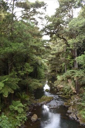 The dense tropical forest continue on below the Falls, on the other side of the walking bridge.