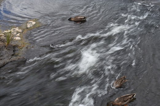 Several ducks played in the water just above the Falls, splashing about and finding good eats below the surface.