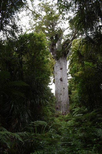 Tane Mahuta, The Lord of the Forest, is the largest living kauri tree in NZ.