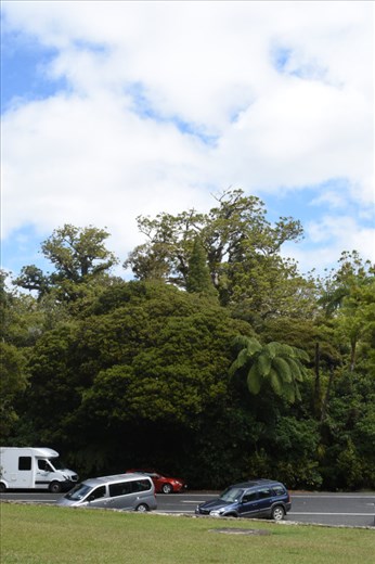 It's easy to pick out Tane Mahuta, even from the adjacent carpark. Just look for the tallest object in the forest.