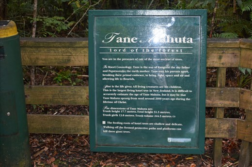 Here are some details about Tane Mahuta, who has been around since Christ was born!