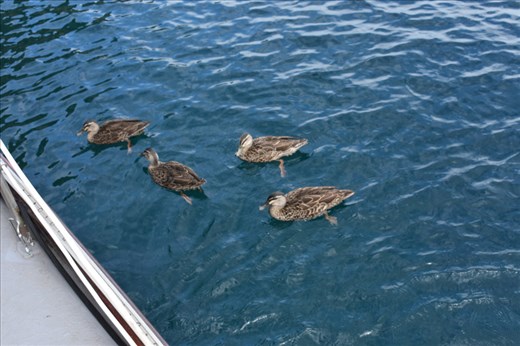 Several ducks kept close to the sailboat, looking for crumbs and whatever handouts they could get.