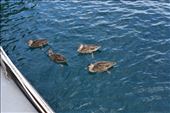 Several ducks kept close to the sailboat, looking for crumbs and whatever handouts they could get.: by taylortreks, Views[275]