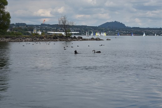 A pair of black swans feeding near the marina. They were there when we left on our tour and upon our return. They must have found something GOOD down there!