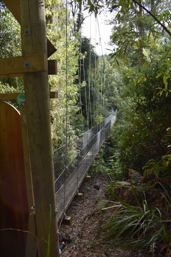 Our canopy tour started with a low swing bridge.