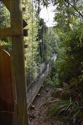 Our canopy tour started with a low swing bridge.: by taylortreks, Views[172]