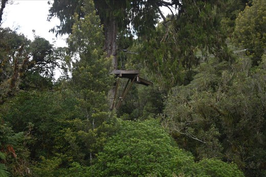But we could see our tree-top destination for ziplining.