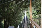 This looooong swing bridge connected two of the longer ziplines.: by taylortreks, Views[201]