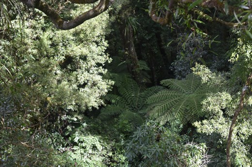 But from the elevated position, we had GREAT views looking down on giant ferns and other flora.