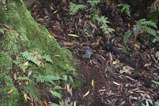 And we saw MANY more birds (and heard them too!) compared to our first visit in 2013.