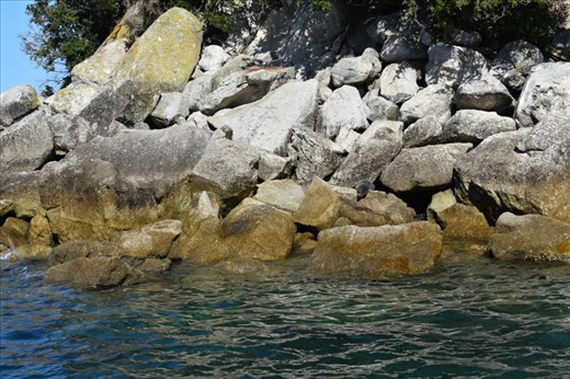 And here a more sunbathing seals on Adele Island.