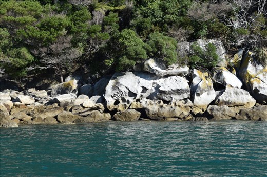 Wind and waves scoured exotic hollows in the seaside rocks on Adele Island.