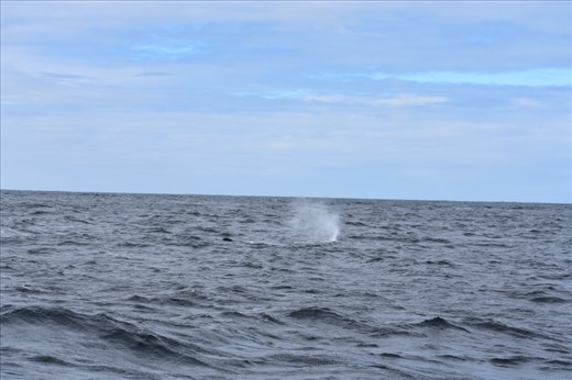 Sperm whales are readily identified by their unique forward pointing spout or blow.