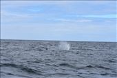 Sperm whales are readily identified by their unique forward pointing spout or blow.: by taylortreks, Views[199]