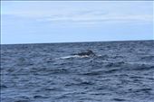 Whoops, our sperm whale is preparing to dive (as shown by the hump in his back).: by taylortreks, Views[176]