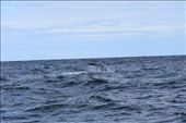 There's his tail. It's almost a certainty that this was a male sperm whale since females rarely stop by New Zealand, preferring to stay in Antarctic waters for feeding or Hawaiian waters for birthing. : by taylortreks, Views[365]