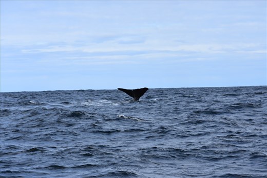 And now our whale wave a final goodbye. Researchers can identify individual whales using the marks on their tail flukes just like we would identify humans using fingerprints.